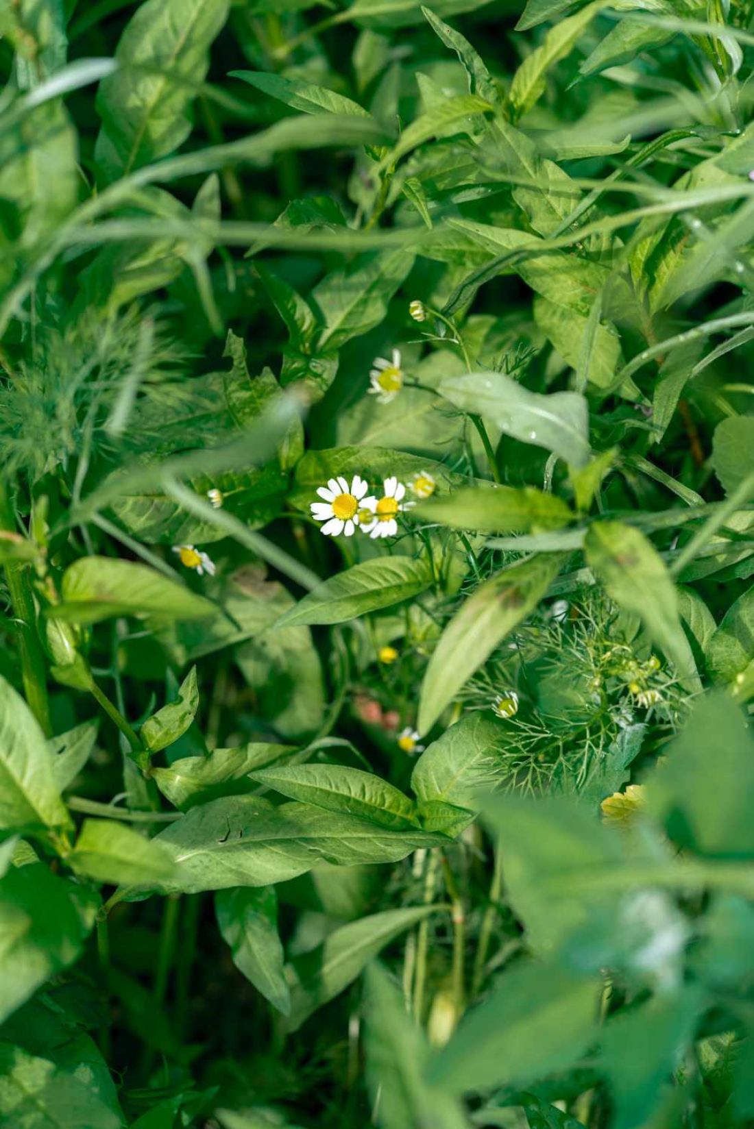 031 Kinderopvang Beleef Natuurlijk mei 2022 Iris Sijbom Fotografie 2022 IR201580